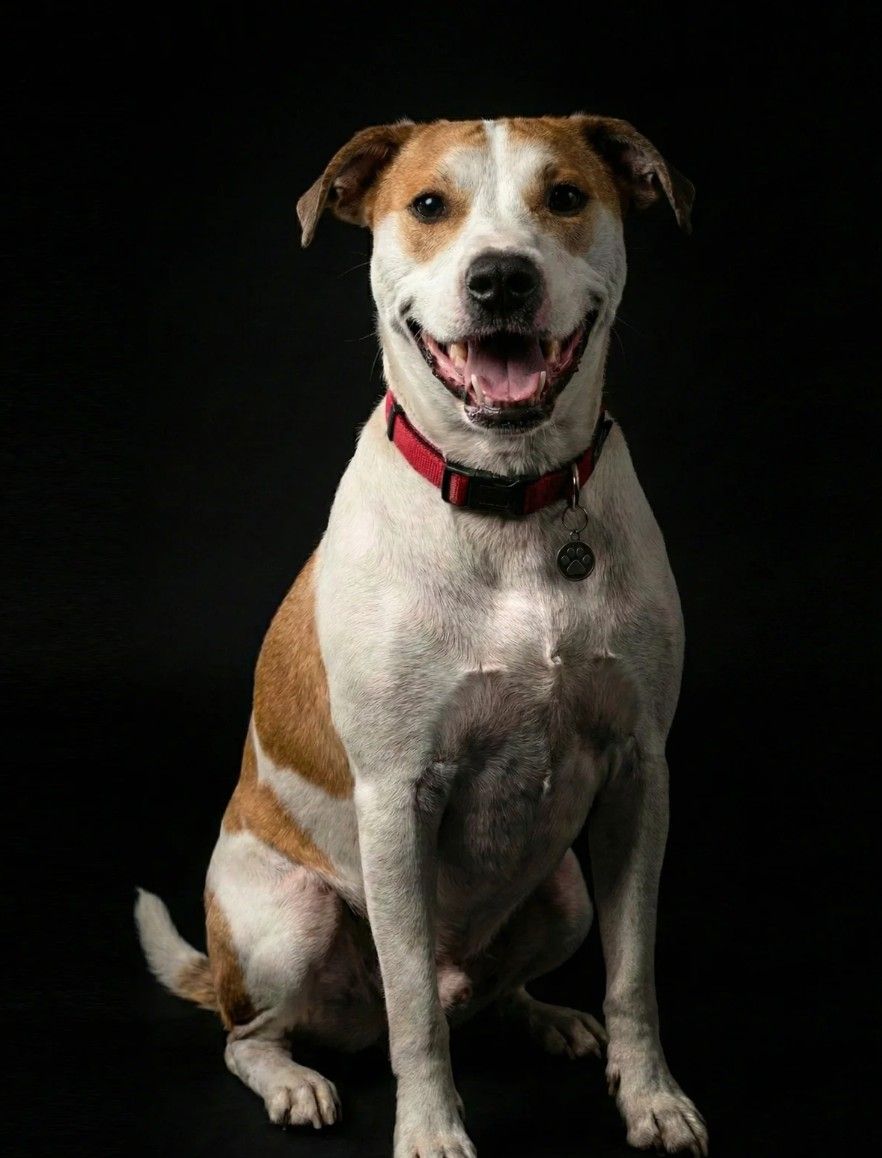 Studio portrait of Benjy, a brown and white dog, sitting on black