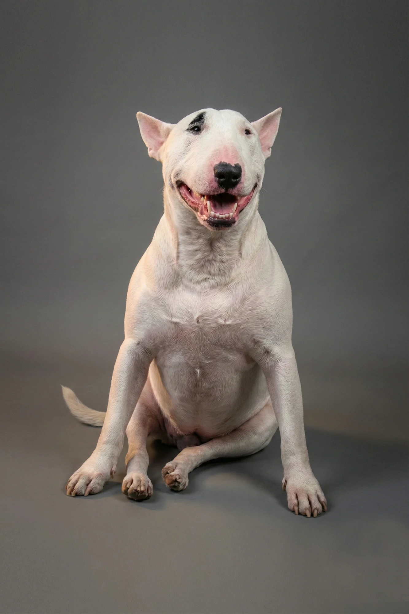 Chase, a white bull terrier, sitting and smiling on a grey studio background
