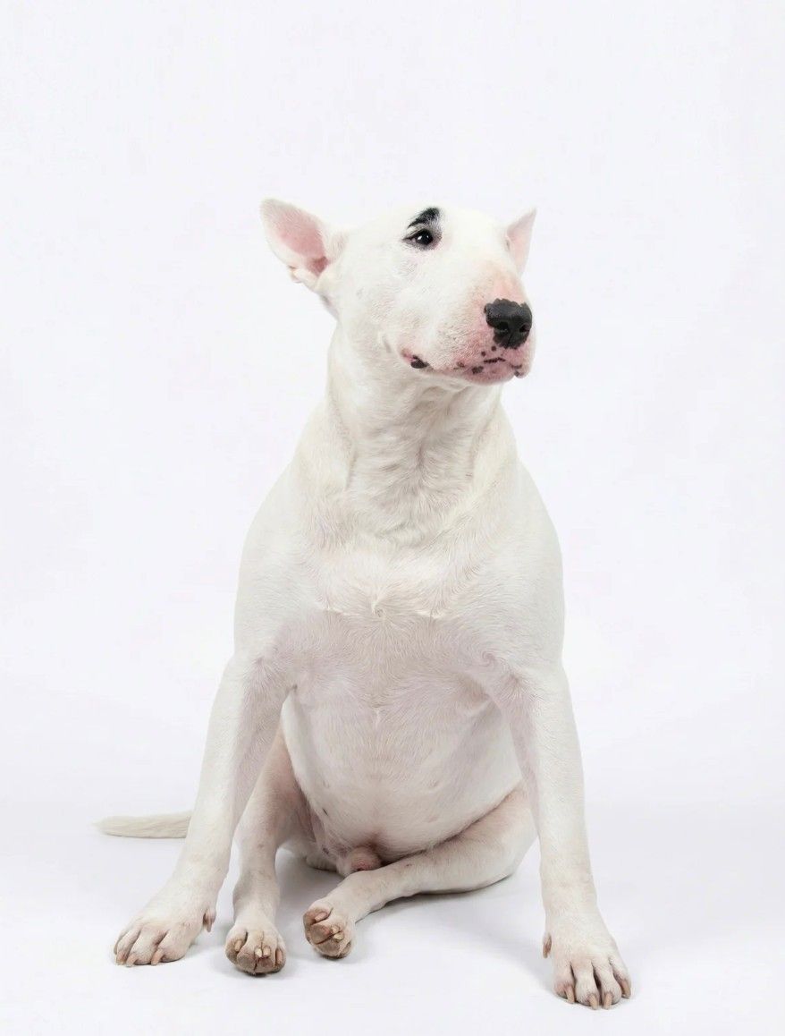 Studio portrait of Chase, a white bull terrier, on a crisp white background