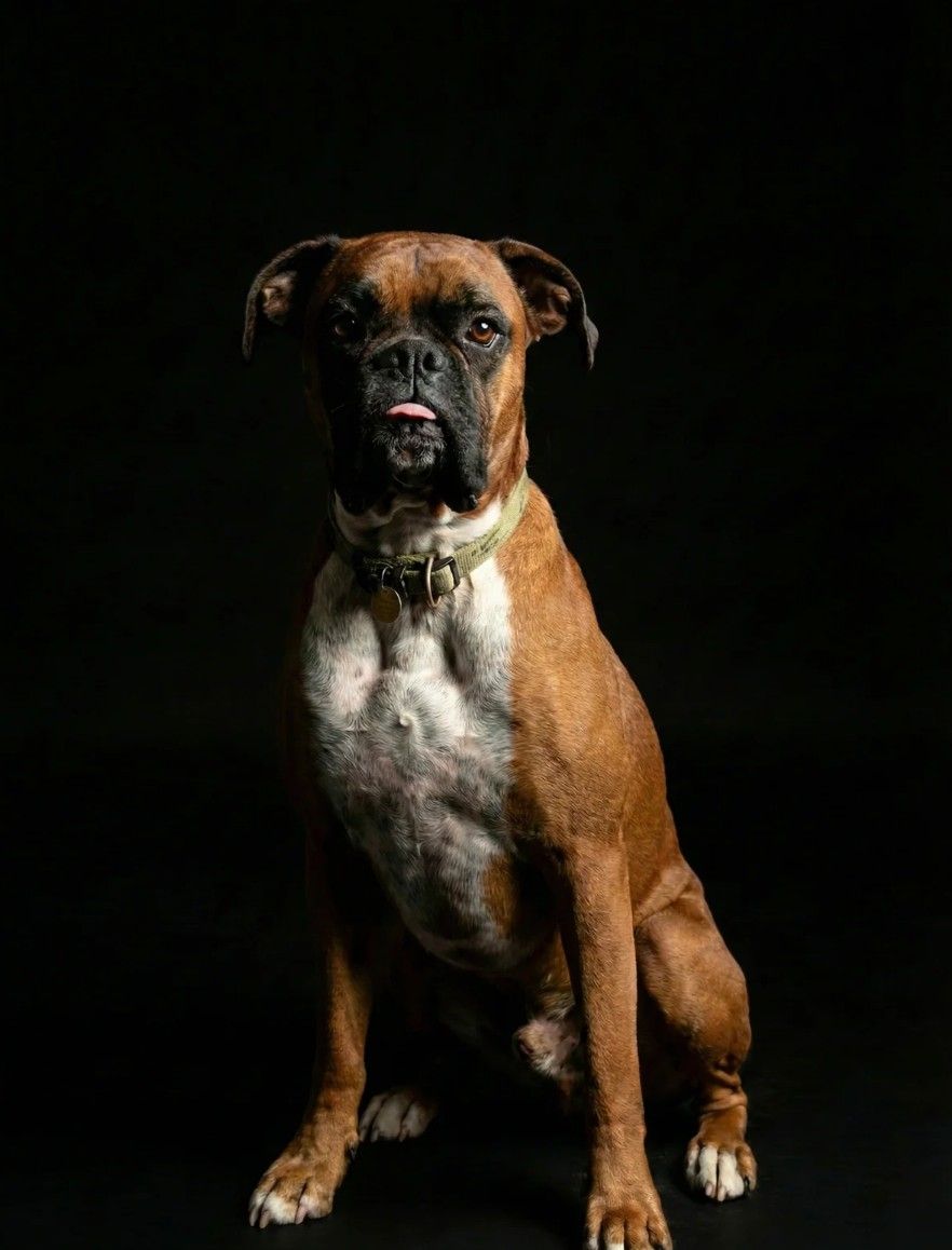 Studio portrait of Faf, a boxer, sitting on a deep black background