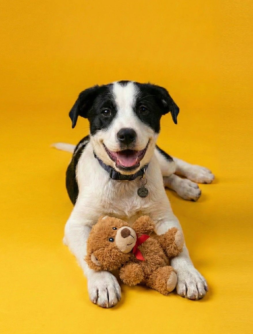 Studio portrait of Frankie, a black and white dog, lying with a teddy bear