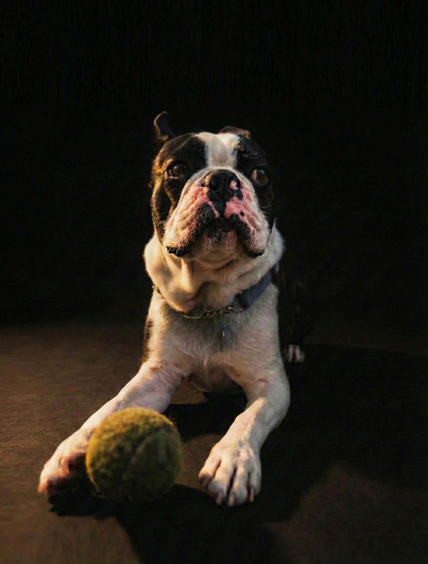 Murphy, a bulldog, lying with a tennis ball on a dark studio background